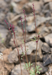Lithophragma glabrum