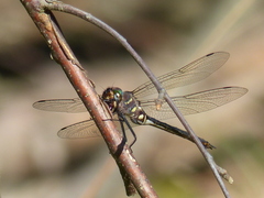 Somatochlora tenebrosa