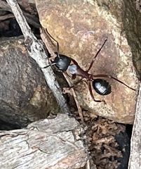Camponotus innexus