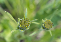 Balsamorhiza