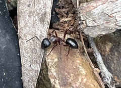 Camponotus innexus