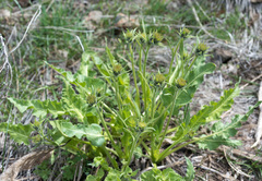 Balsamorhiza