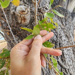 Ulmus pumila