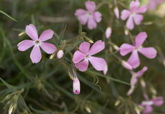 Phlox speciosa