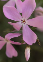 Phlox speciosa