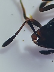 Chelaner antarcticus