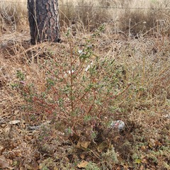 Bassia scoparia