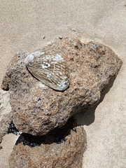 Haliotis australis