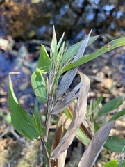 Dichanthelium commutatum