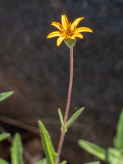 Wedelia hispida