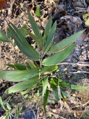 Dichanthelium commutatum