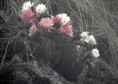 Trichocereus schickendantzii