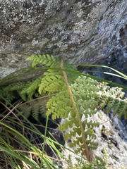 Polystichum haleakalense