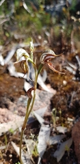 Pterostylis excelsa
