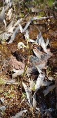 Pterostylis excelsa