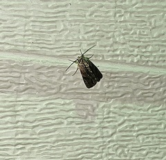 Spodoptera eridania