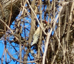 Picidae