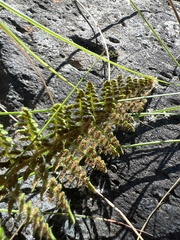 Polystichum haleakalense