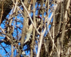 Picidae