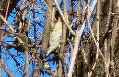 Picidae