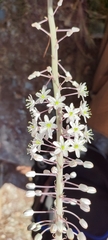 Drimia pancration