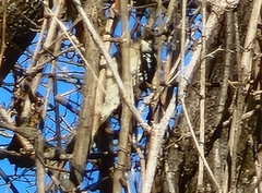 Picidae