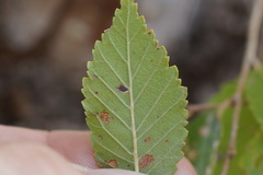 Ulmus pumila
