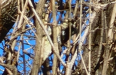 Picidae