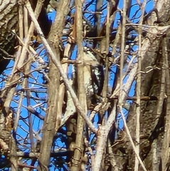 Picidae