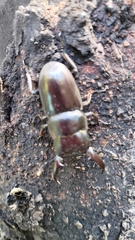 Serrognathus titanus