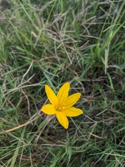Zephyranthes citrina