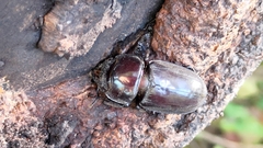 Serrognathus titanus