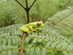Boana rufitela