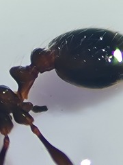 Chelaner antarcticus