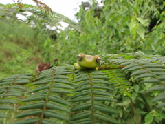 Boana rufitela