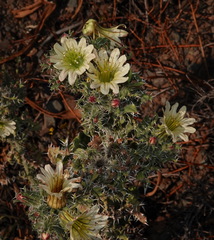 Codon royenii
