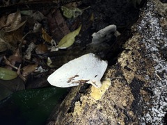 Trametes modesta