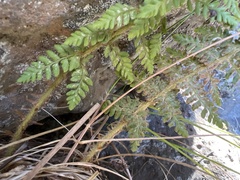 Polystichum haleakalense