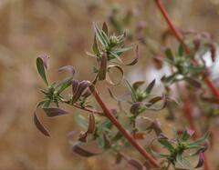 Bassia scoparia