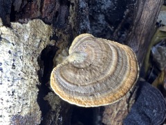 Trametes modesta