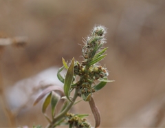 Bassia scoparia