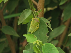 Boana rufitela