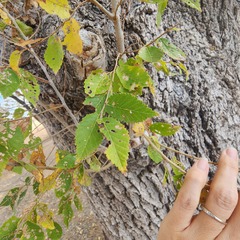 Ulmus pumila