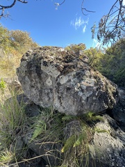 Polystichum haleakalense