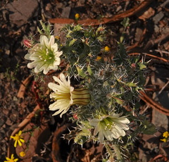 Codon royenii