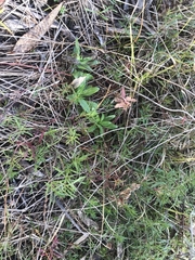 Haloragis heterophylla