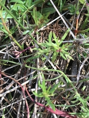 Haloragis heterophylla