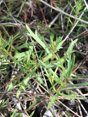 Haloragis heterophylla