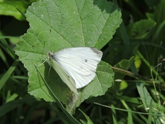Pieris rapae rapae