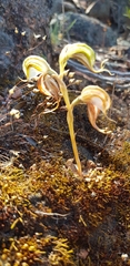 Pterostylis ovata